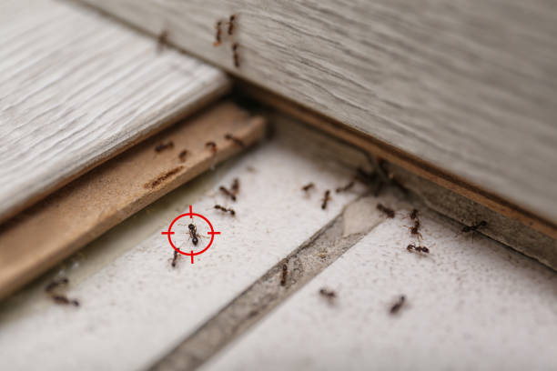 Best Insect Control  in Vadnais Heights, MN