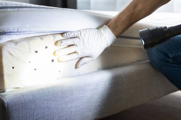 Best Rat Extermination Near Me  in Vadnais Heights, MN