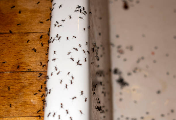 Best Best Pest Control Companies  in Vadnais Heights, MN