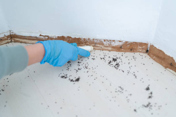 Best Flea Control Services  in Vadnais Heights, MN
